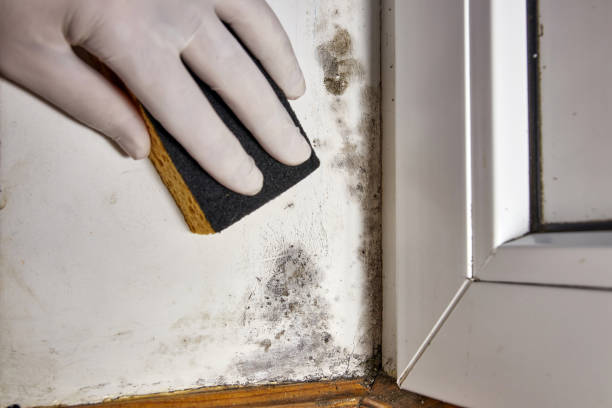 Best HVAC Mold Inspection and Cleaning  in Edinburg, VA